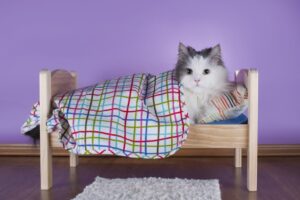 Read more about the article Как заставить кошку пользоваться постелью: 5 проверенных методов