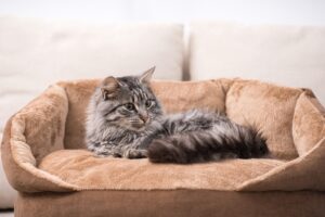 Read more about the article Что такое ароматизаторы для кошек?  Объяснение использования и безопасности