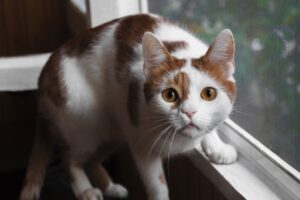 Read more about the article Как отучить кошек лазать по оконным решеткам (5 проверенных способов)