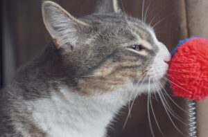 Read more about the article 11 запахов, которые любят кошки (а некоторые нет!)