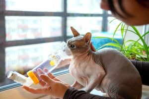 Read more about the article У моей кошки приступ астмы, что мне делать?