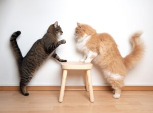Read more about the article Как познакомить двух кошек, если одна из них агрессивна: 7 важных советов