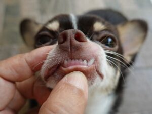 Read more about the article Уход за зубами у собак: все, что вам нужно знать