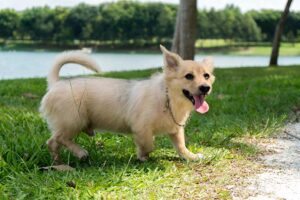 Read more about the article Почему собаки виляют хвостом?  5 распространенных причин такого поведения
