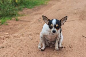 Read more about the article Почему собаки тянут свои задницы?  Ответ ветеринара