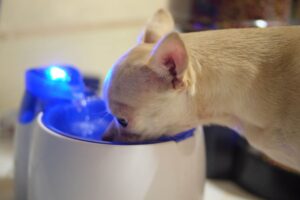 Read more about the article Почему моя собака пьет так много воды: нужно ли мне действовать?  (Ответ ветеринара)