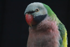 Read more about the article 17 увлекательных и забавных фактов о попугаях, которых вы никогда не знали