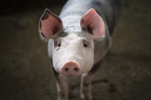 Read more about the article 5 самых больших мифов и заблуждений о свиньях