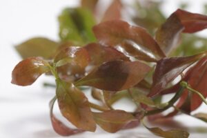 Read more about the article Как вырастить Ludwigia Repens: руководство по посадке и уходу