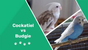 Read more about the article Корелла против волнистого попугайчика: в чем разница?