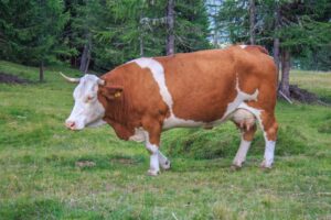 Read more about the article Сколько весит корова?  (телят, говядину и молочных коров)