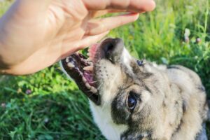 Read more about the article Как остановить перенаправленную агрессию у собак — все, что вам нужно знать!  — Полное руководство 2023 г.