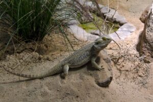 Read more about the article 10 увлекательных и забавных фактов о рептилиях, которых вы не знали