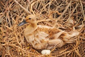 Read more about the article Сколько яиц несут утки?  Частота, временная шкала и показатель выживаемости
