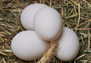 Read more about the article Могут ли попугаи есть яйца?  Что тебе нужно знать!