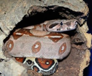 Read more about the article Впадают ли змеи в спячку зимой?  Факты и часто задаваемые вопросы