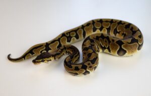 Read more about the article Enchi Ball Python Morph: факты, изображения, внешний вид и руководство по уходу