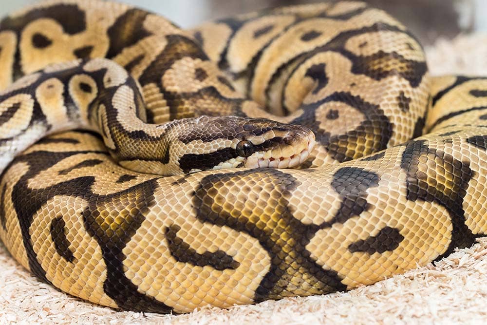 You are currently viewing Spider Ball Python Morph: 15 интересных фактов (с иллюстрациями)