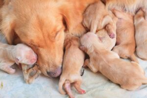 Read more about the article Как долго мать должна кормить щенка грудью?