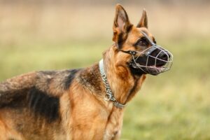 Read more about the article Почему и когда собаки должны носить намордник?  Советы и часто задаваемые вопросы