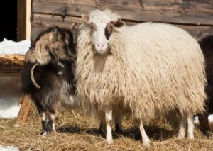 Read more about the article Могут ли овцы и козы размножаться?  Что тебе нужно знать!