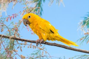 Read more about the article Golden Conure: фотографии, информация, особенности и руководство по уходу