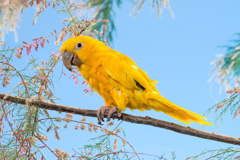 You are currently viewing Golden Conure: фотографии, информация, особенности и руководство по уходу