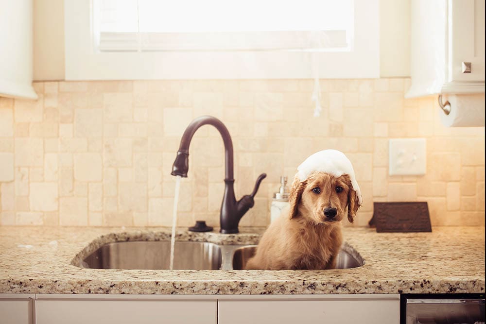 Щенок Goldendoodle купается в раковине