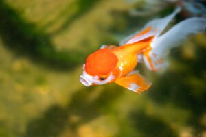 Read more about the article 6 веских причин использовать гелевый корм для золотых рыбок