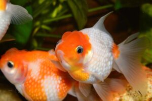 Read more about the article 7 причин, по которым ваша золотая рыбка становится белой и что с этим делать