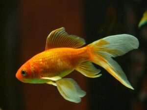 Read more about the article Как узнать, беременна ли ваша золотая рыбка — полное руководство 2023