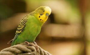 Read more about the article Можно ли попугаям есть киви?  Что тебе нужно знать!