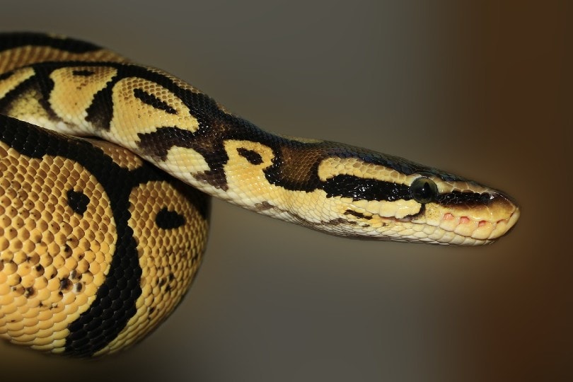 You are currently viewing Harlequin Ball Python Morph: особенности, история и уход (с иллюстрациями)