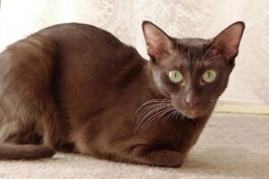 Read more about the article Гаванская коричневая кошка: информация о породе, фотографии, темперамент и черты