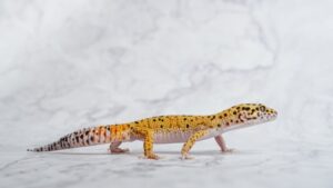 Read more about the article Hypo Leopard Gecko: информация, изображения и руководство по уходу для начинающих