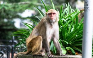 Read more about the article 11 причин, почему обезьяны никогда не должны быть домашними животными