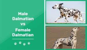 Read more about the article Далматинцы мужского и женского пола: в чем разница?  (с картинками)