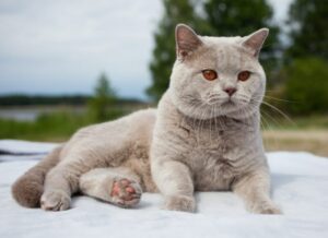 Read more about the article 78 кошачьих имен из Гарри Поттера: волшебные варианты для вашей кошки