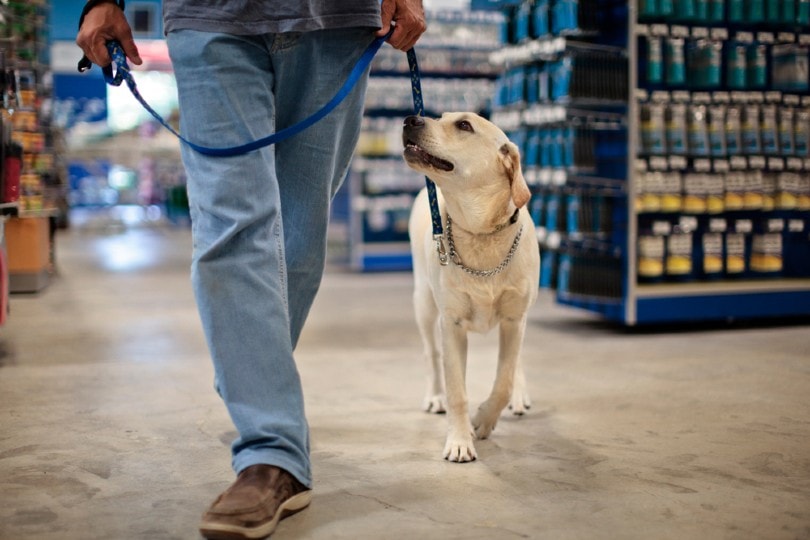 You are currently viewing Разрешены ли собаки и другие домашние животные в PetSmart?  (Политика в отношении домашних животных в магазине)