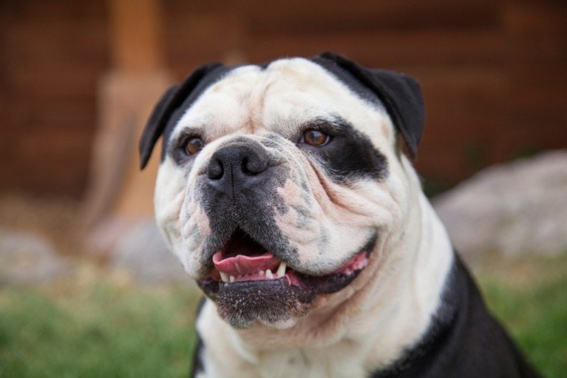 You are currently viewing Olde English Bulldogge: полное руководство, информация, фотографии, уход и многое другое!