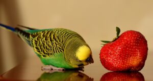 Read more about the article Могут ли Conures есть клубнику?  Что тебе нужно знать