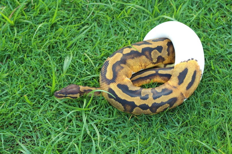 You are currently viewing Piebald Ball Python Morph: факты, информация, изображения и руководство по уходу