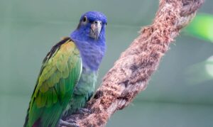 Read more about the article Pionus Parrot: особенности, история, руководство по кормлению и уходу (с иллюстрациями)