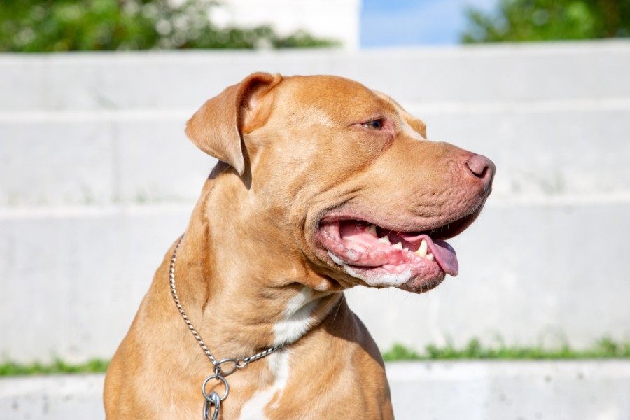 You are currently viewing Pitbull Mastiff Mix: полное руководство, информация, фотографии, уход и многое другое!