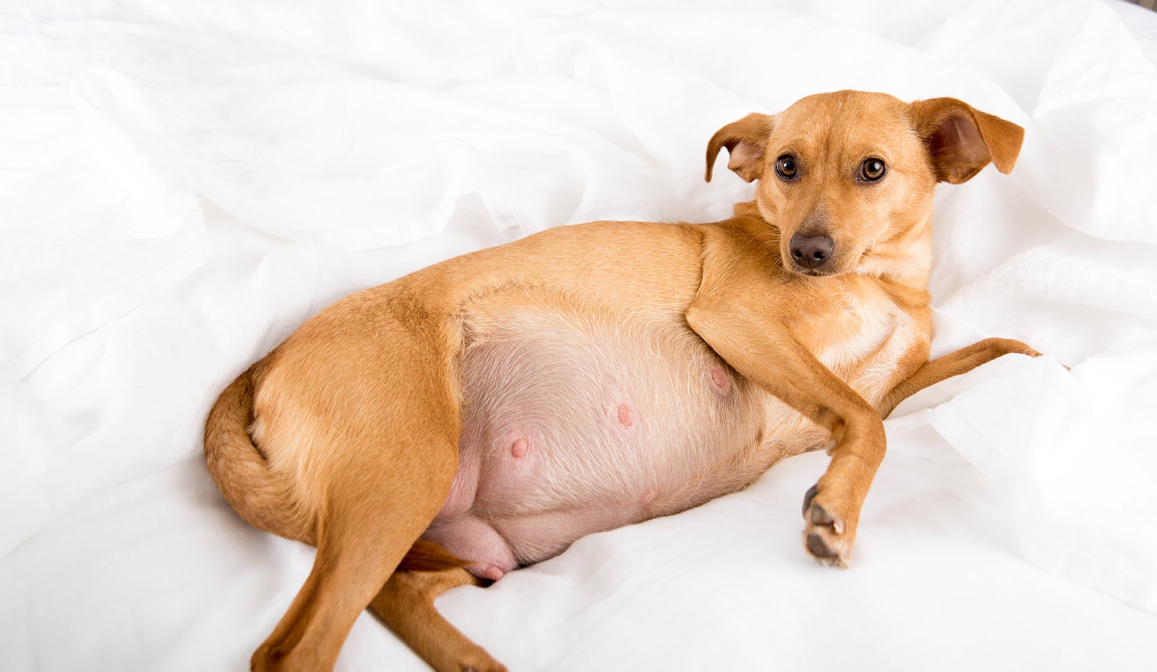 Read more about the article Когда у беременной собаки можно почувствовать шевеление щенков?