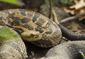 Read more about the article Как узнать, беременна ли змея: беременность и признаки, на которые следует обратить внимание