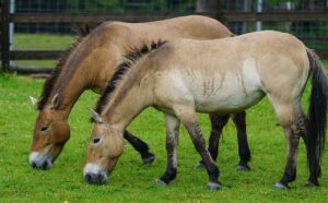 Read more about the article 11 уникальных и необычных пород лошадей (с иллюстрациями)