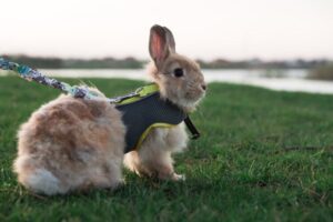 Read more about the article 7 лучших упряжек для кроликов 2023 года