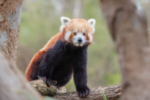 Read more about the article Красные панды хорошие домашние животные?  Что тебе нужно знать!