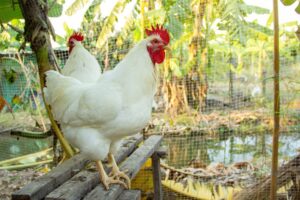 Read more about the article Род-Айлендская белая курица: фотографии, информация, особенности и руководство по уходу